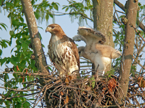 Red-tail hawk and baby