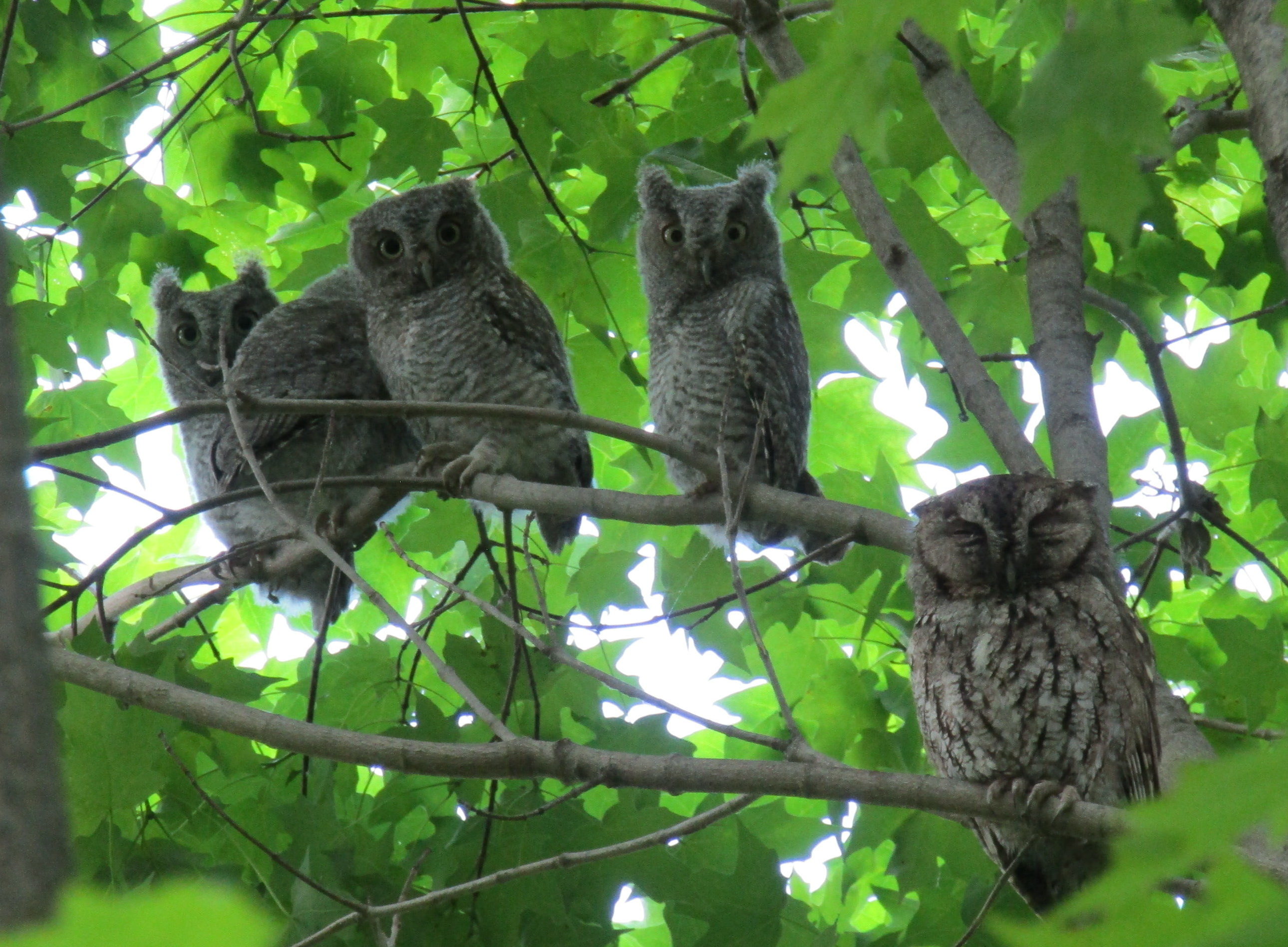 Eastern Screech-Owl Family, Tom Mizell
